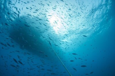 Fiskestim sett fra dykkerperspektiv under en båt