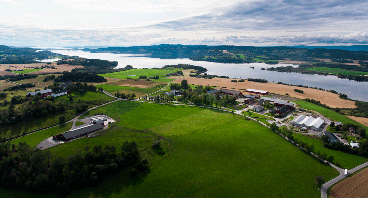 Dronebilde av Mære landbruksskole sett ut mot fjorden